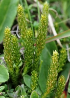 Selaginella selaginoides